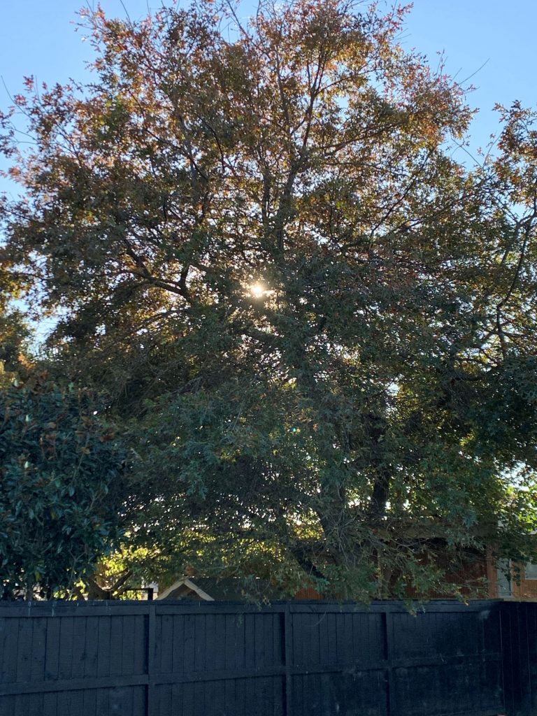 American Oak tree, reminds me of the tree of righteousness as a mighty oak